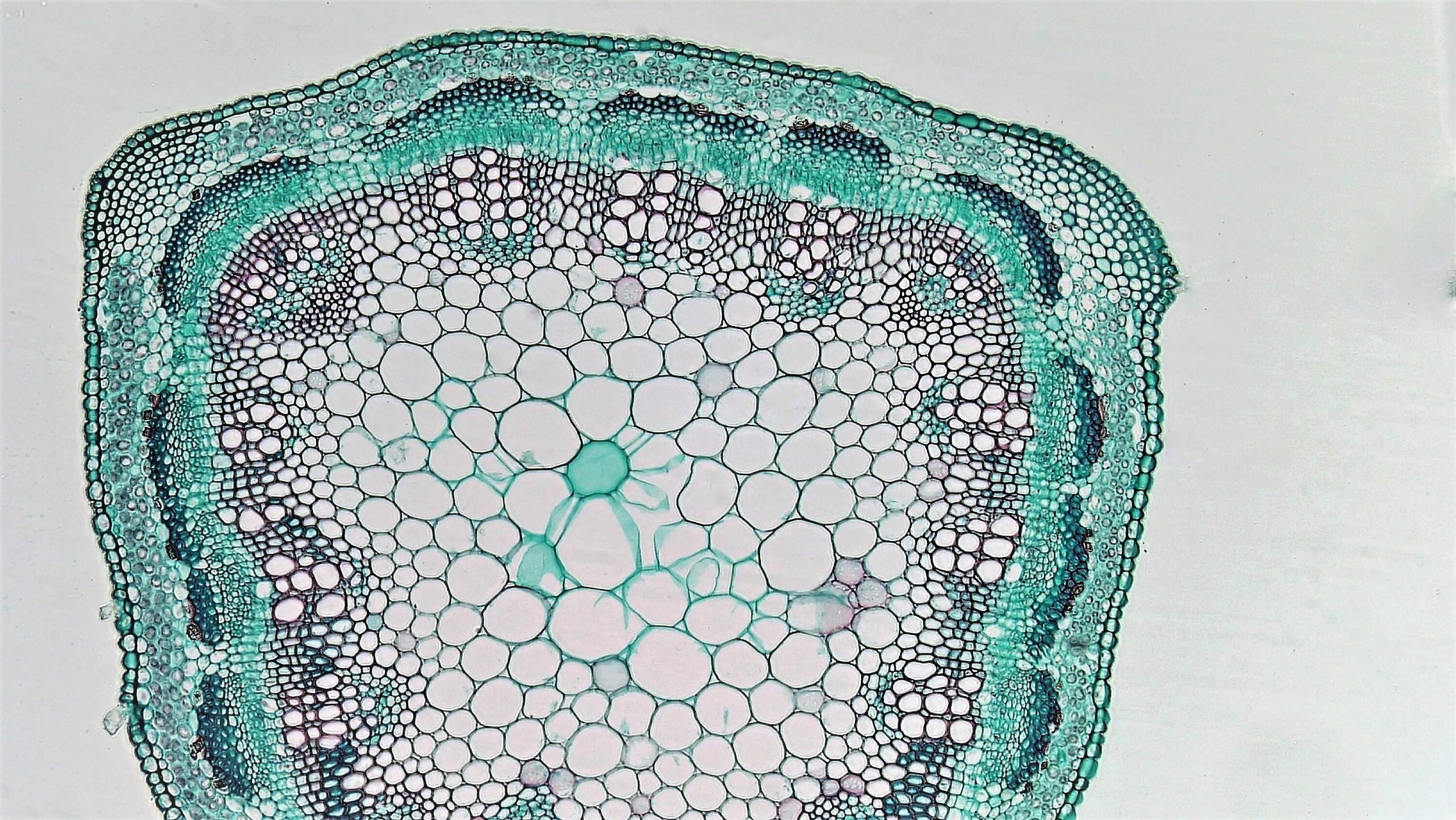 Поперечный срез ветки липы. Сообщение о растениях архангельской области. Растения архангельской области. Микропрепарат ветка липы поперечный срез. Роса на цветах.