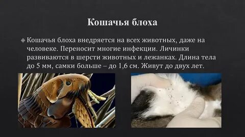 Как размножаются блохи