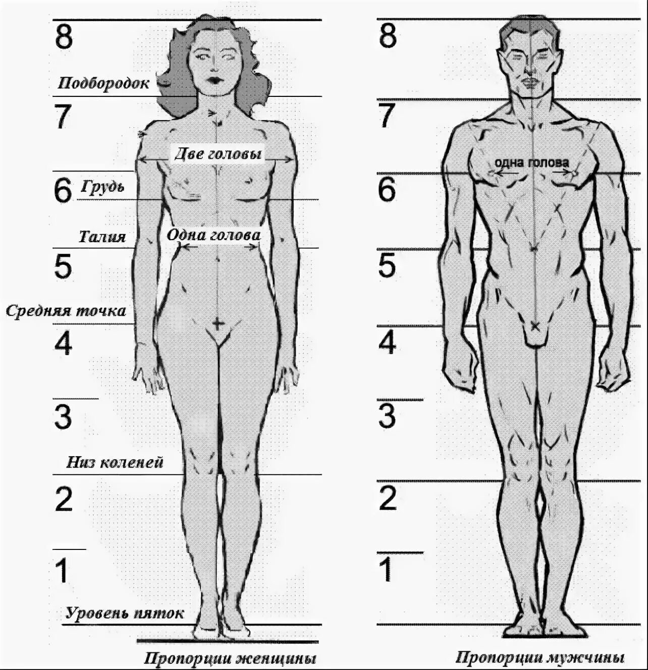 Пропорции тела человека в головах. Антропометрия пропорции тела человека. Соотношение головы к телу человека. Анатомические пропорции тела человека. Тело насколько