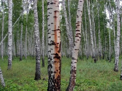 Береза почернела