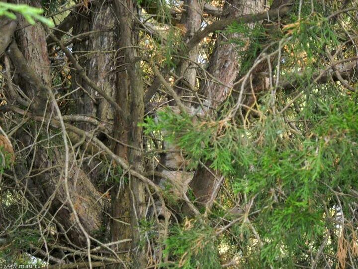 игра найди кота на картинке. кот в дровах найти. игра найди кота. найдите кота на картинке. где наити кота3 на 4уровне.