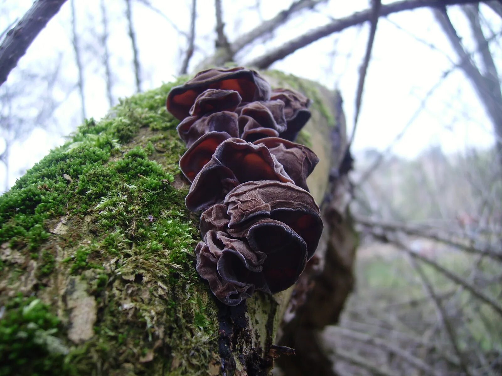 Китайский древесный гриб. Муэр - Аурикулярия (Auricularia polytricha). Аурикулярия уховидная (древесный гриб),. Древесный гриб муэр растет. Аурикулярия уховидная (черное ухо).