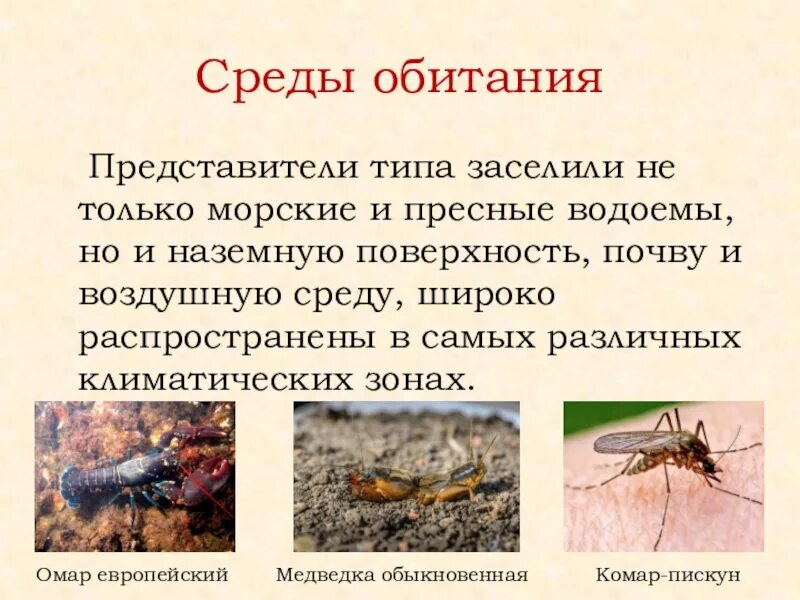 Приспособление к среде обитания кактуса медведки. Членистоногие среда обитания. медведка среда обитания. место обитания членистоногих. характер приспособленности медведки.