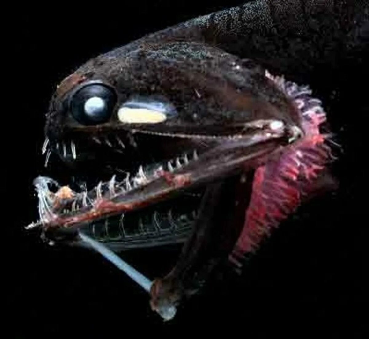 Глубоководные рыбы монстры марианской впадины. Длиннорогий саблезуб (anoplogaster cornuta). Рыбы марианской впадины. Жители марианской впадины. Длиннорогий саблезуб.
