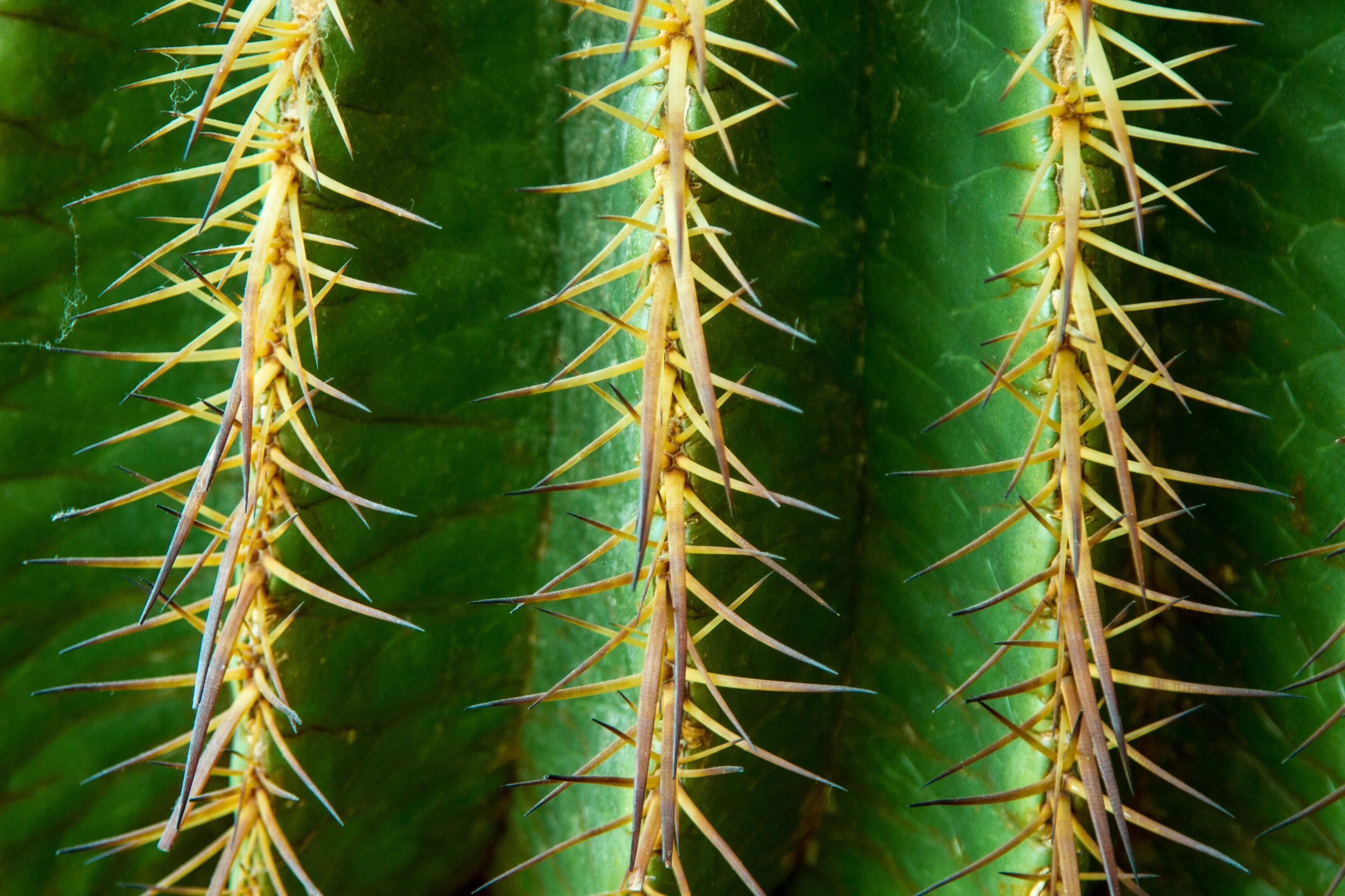 Как 2 колючка. Acanthocereus tetragonus. Опунция колючки. Колючки молочая это видоизмененные листья. Стебель кактуса.