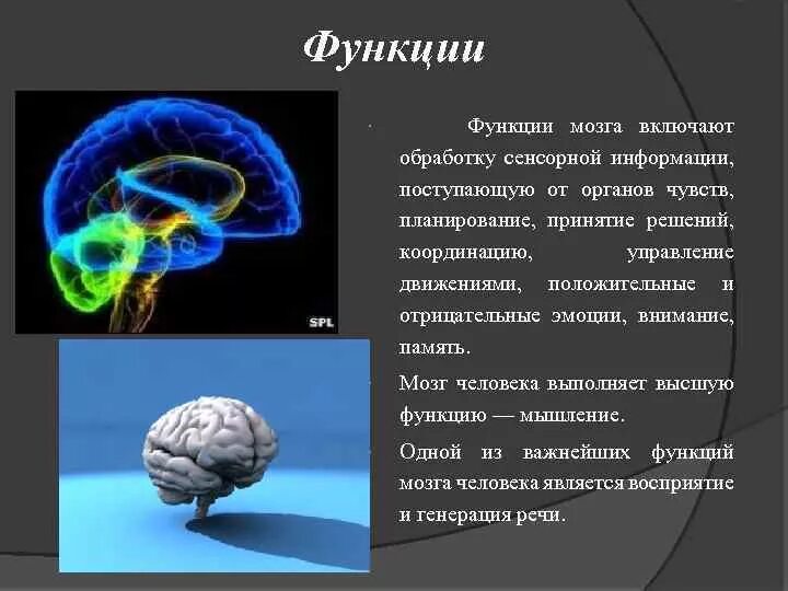 Сколько в мозгах памяти. Функции мозга. Проводящая функция головного мозга. Функции мозга человека. Функции головного мозга.