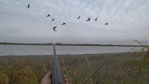 Охота на гуся осенью видео