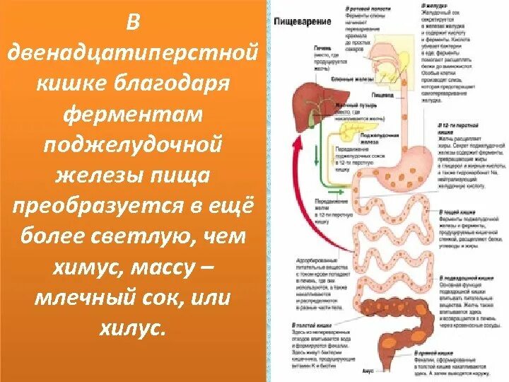 Железы и ферменты двенадцатиперстной кишки. Пищеварительные ферменты 12 перстной кишки. Двенадцатиперстная кишка пищеварение ферменты.