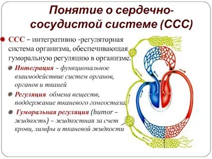 Сердечно сосудистая система задачи