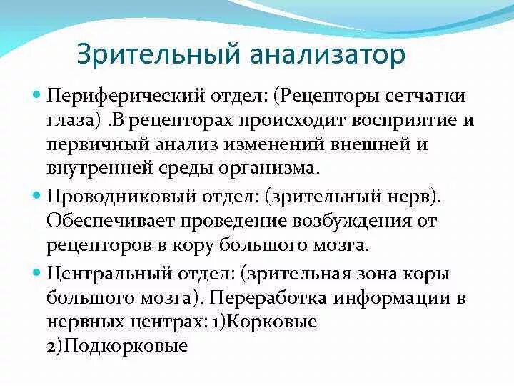 Функции периферического отдела зрительного анализатора. Функции периферического отдела анализатора. Анализатор зрения периферический отдел. Проводниковый отдел анализатора. Чем представлен периферический отдел