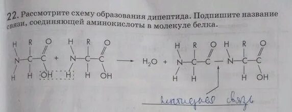 Каждой аминокислоте в молекуле белка соответствует. Подписей название связи соединяющие аминокислоты в молекуле белка. название связи соединяющей аминокислоты в молекуле белка. аминокислоты в молекуле белка соединены. схема образования дипептида.