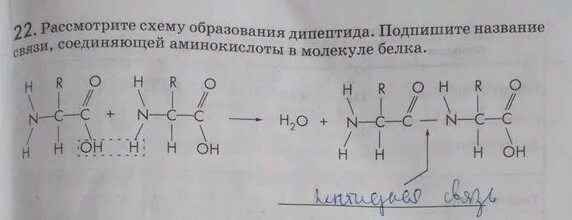 Рассмотри схемы подпиши их названия. Подписей название связи соединяющие аминокислоты в молекуле белка. Название связи соединяющей аминокислоты в молекуле белка. Аминокислоты в молекуле белка соединены. Схема образования дипептида.