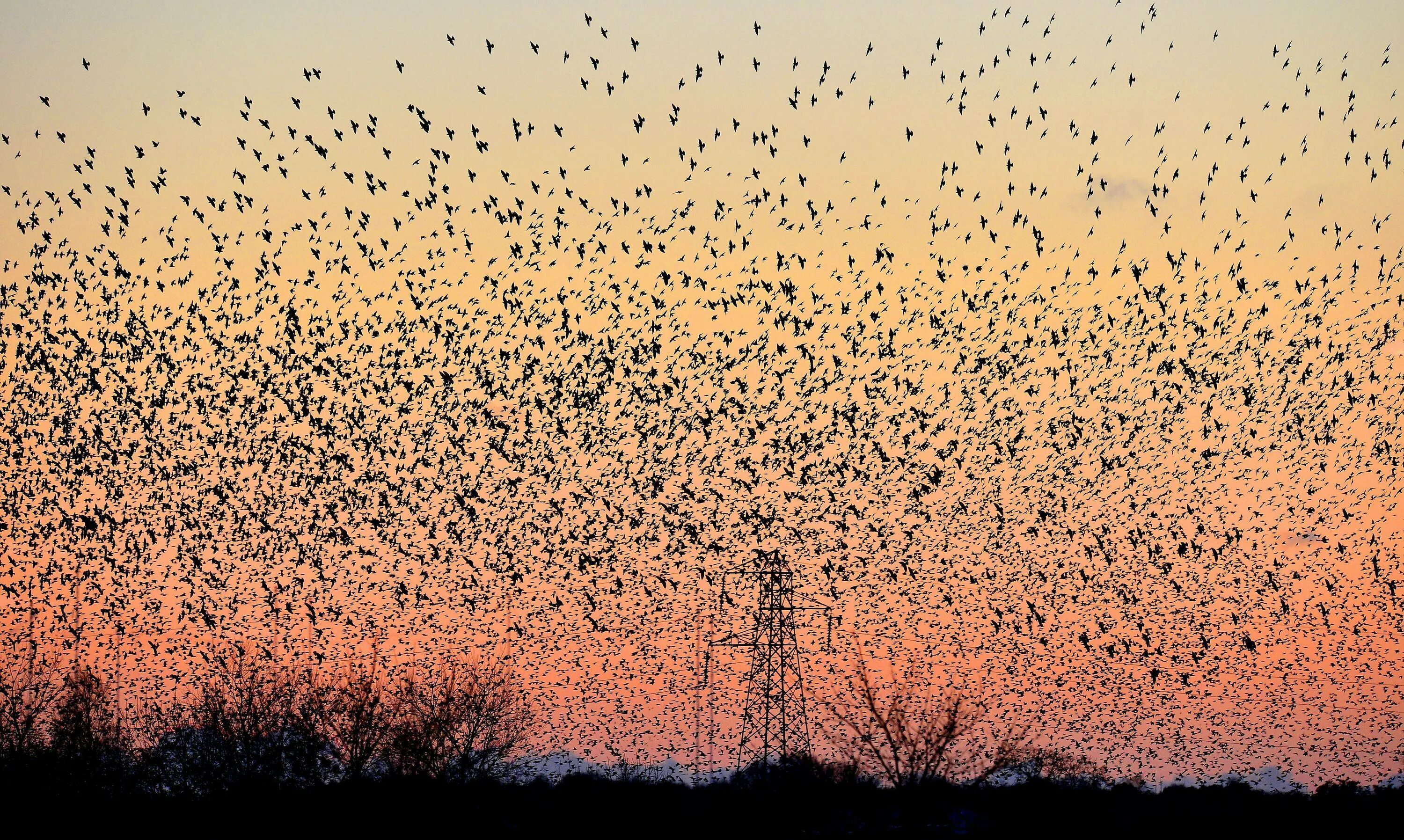 Миграция Скворцов. Много птиц. Стая птиц в небе. Стая Скворцов. Видеть много птиц
