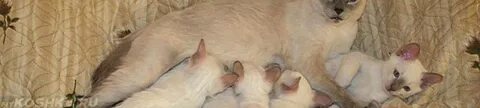 Могут ли коты забеременеть