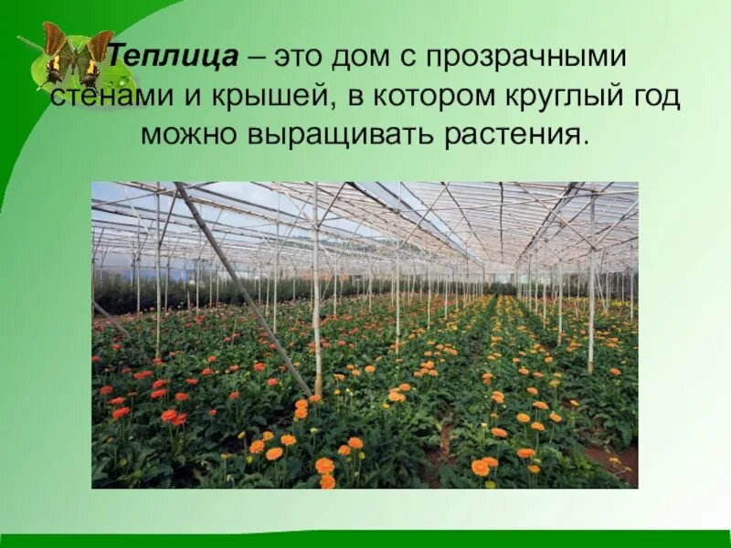 Растениеводство окружающий мир рабочая. Растениеводство презентация. растениеводство 3 класс. растениеводство в теплице. проект полеводство.
