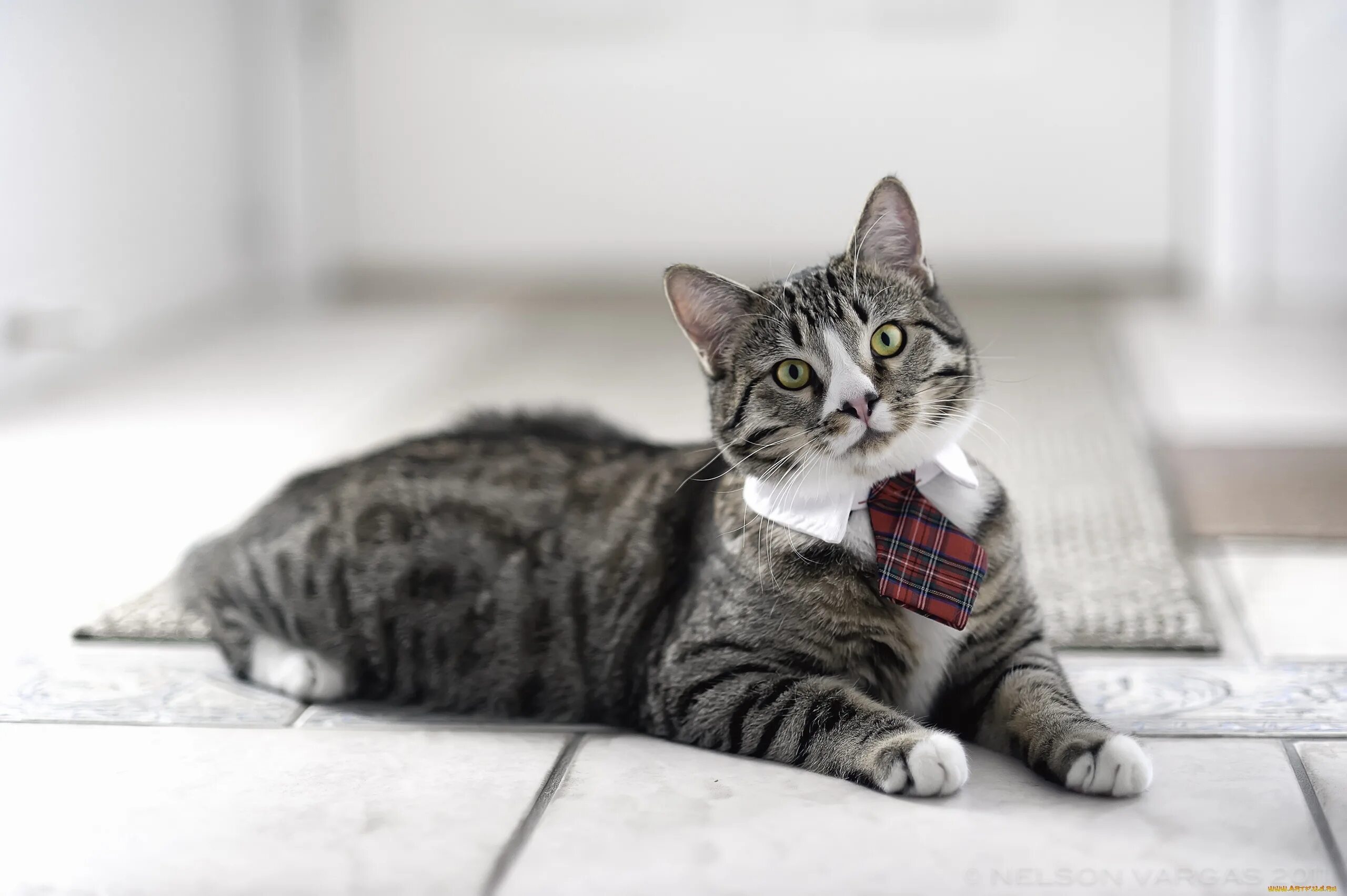 Кошак. Барсик кот серый полосатый. Кот в галстуке. Светло серая полосатая кошка. Серая кошка в полоску.