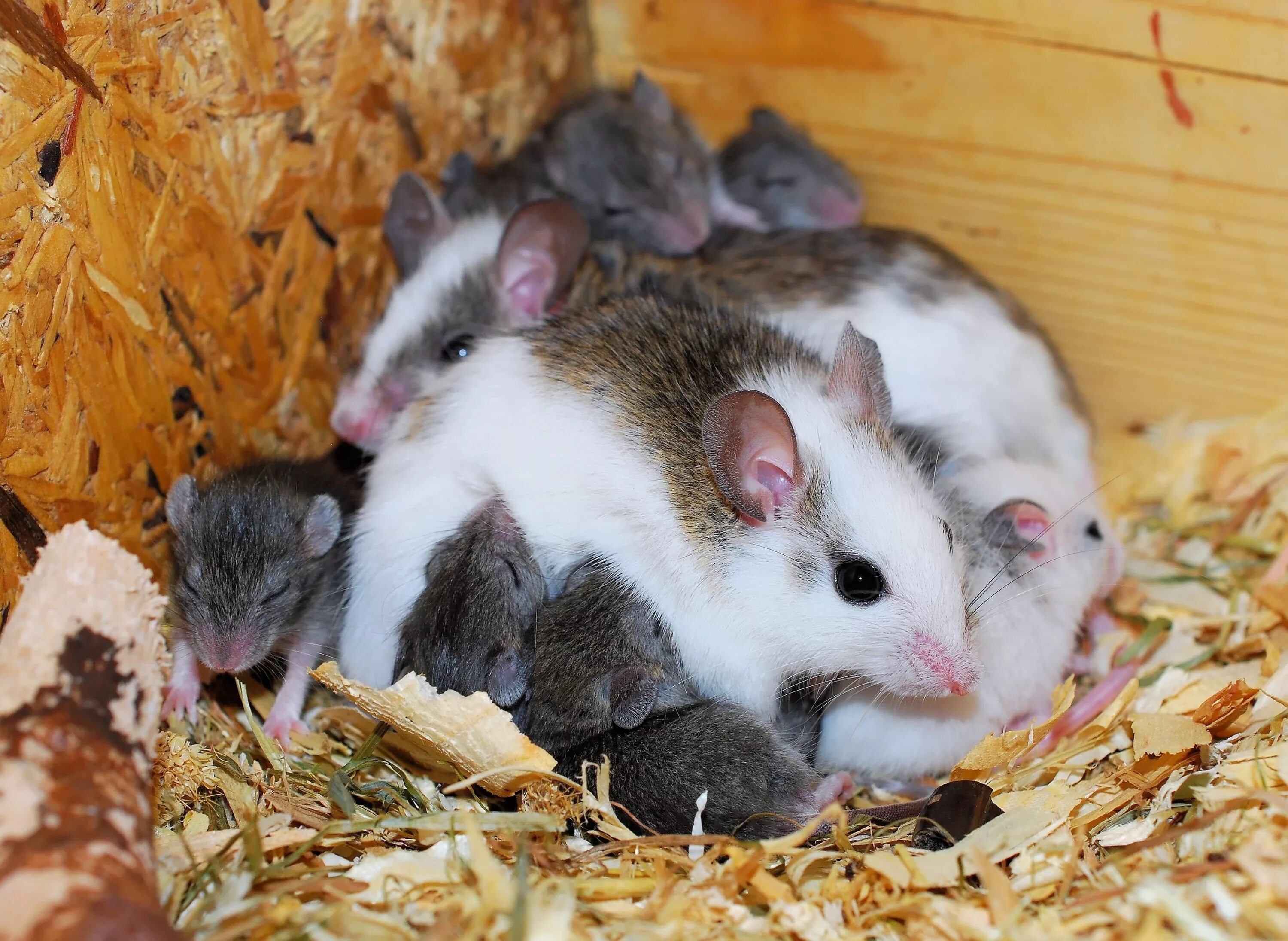 Мир мышей. Мастомисы. Мастомис мышь. Мышиные (семейство). Детеныши грызунов.