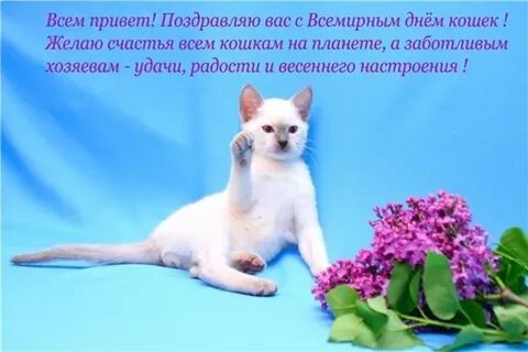 Прошел день кота