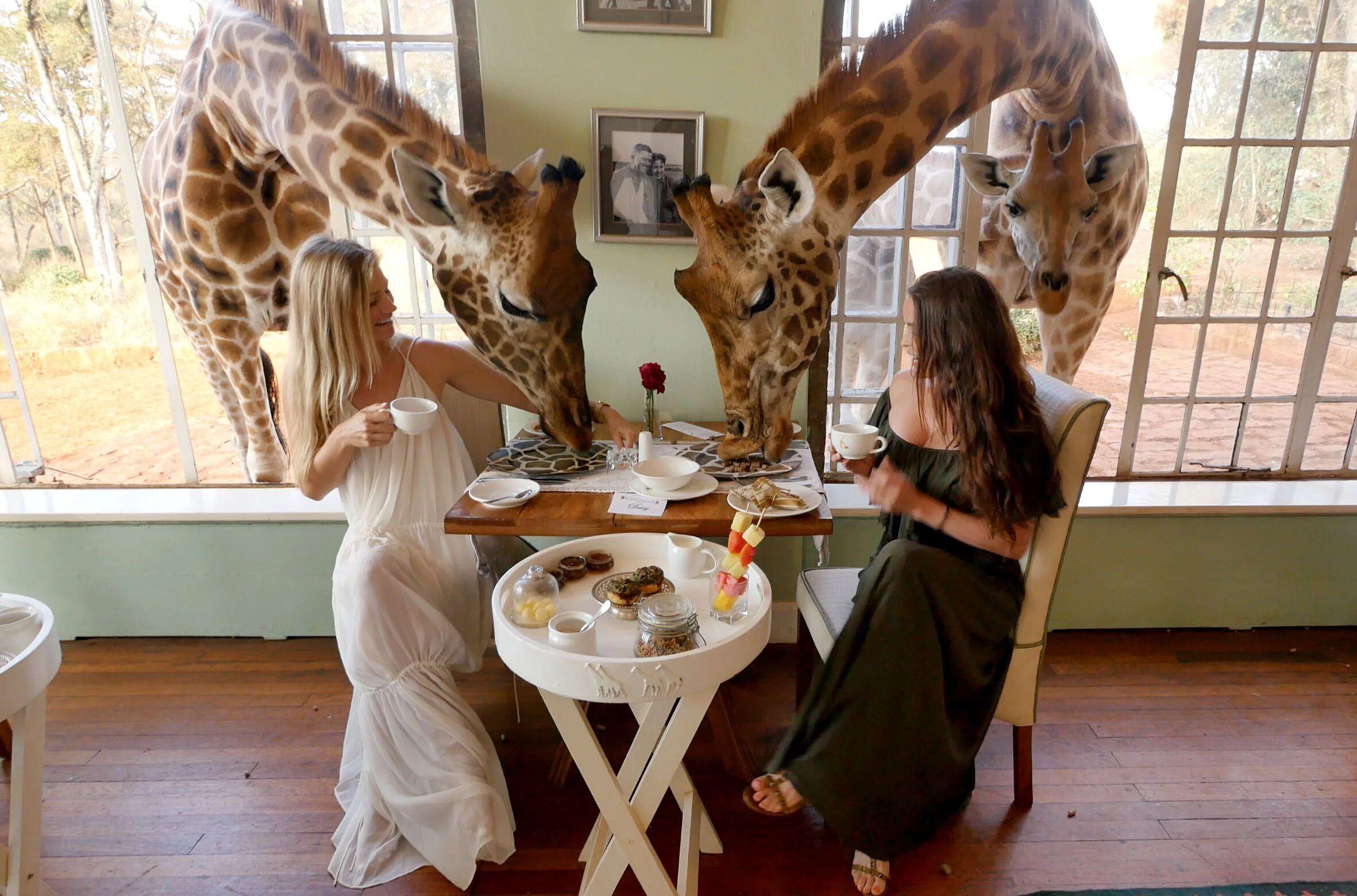 Отель Giraffe Manor, Кения. Поместье Жирафов (Giraffe Manor), Кения. Giraffe Manor Найроби, Кения. Завтрак с жирафами, Giraffe Manor, Найроби, Кения. Обед в зоопарке