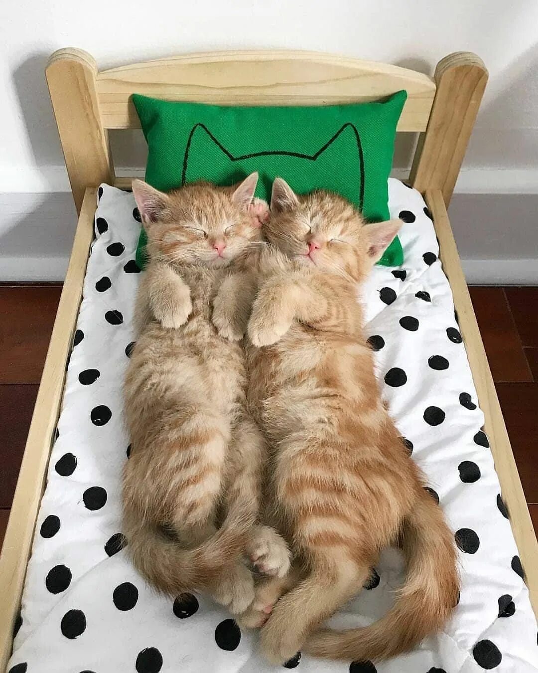 Забавные котята. Спящие котята. Прикольные котики. Веселые кошечки