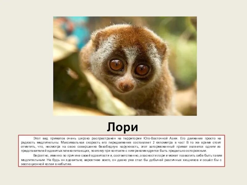 Лори кардилль. Карликовый лемур лори. Лемур лори глаза. Лемур лори. Карликовый лемур лори.