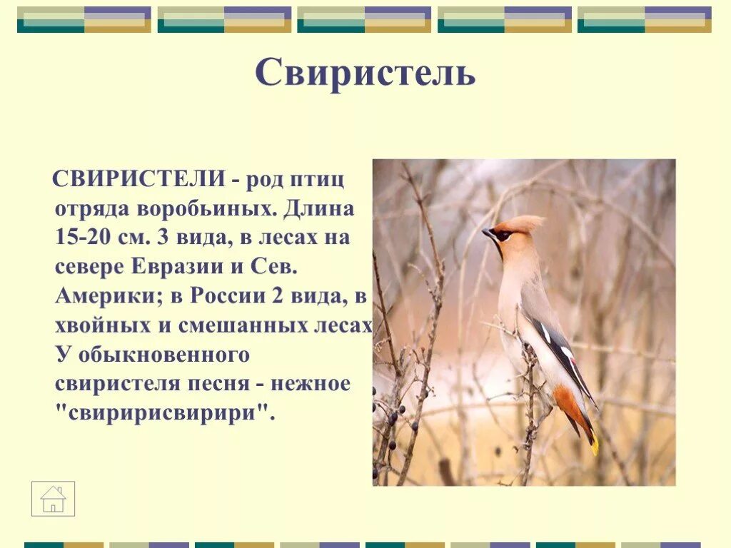 Слово свиристел. Свиристель отряда воробьиных. Свиристель род. Род свиристели. Свиристель какой род.