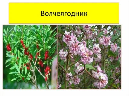Волчеягодник описание