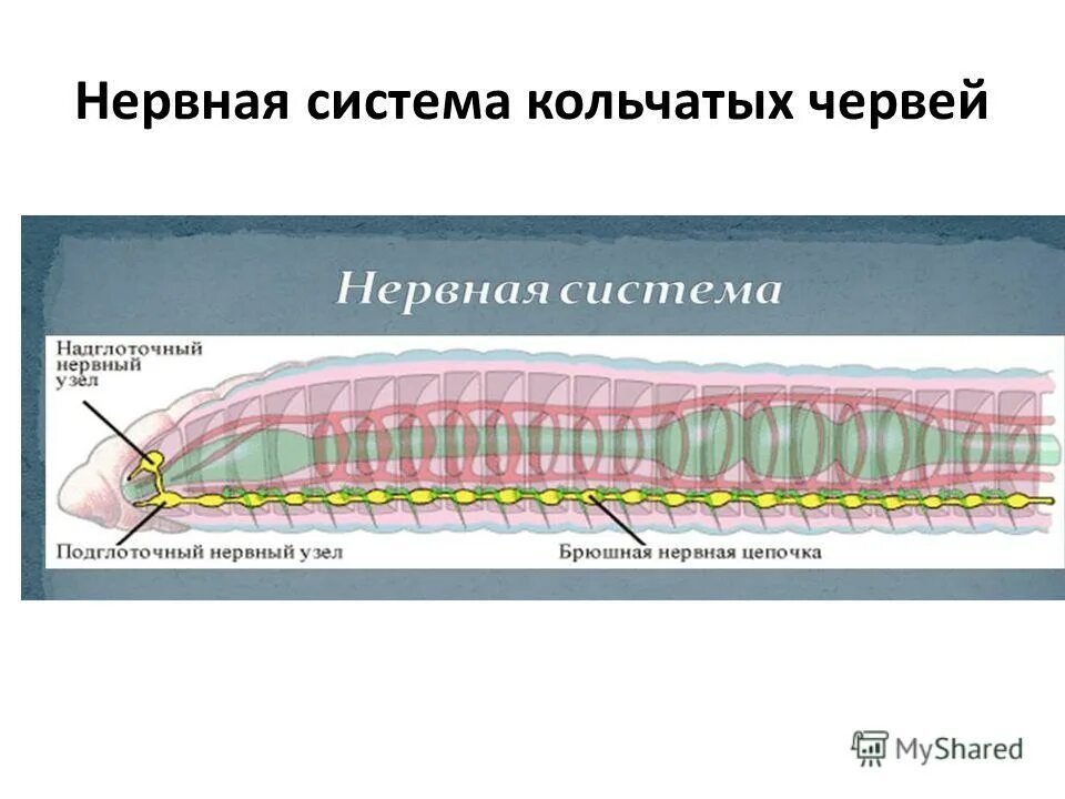 Какую функцию выполняет брюшная нервная цепочка. Нервная система кольчатых червей какого типа. Нервная система кольчатых червей. Кольчатые черви нервная система 7 класс биология. Тип кольчатые черви нервная система.