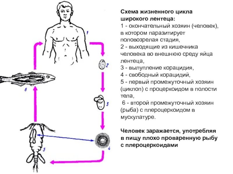 Стадии жизненного цикла широкого лентеца. Стадии жизненного цикла широкого лентеца