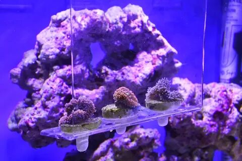 Фосфаты в морском аквариуме