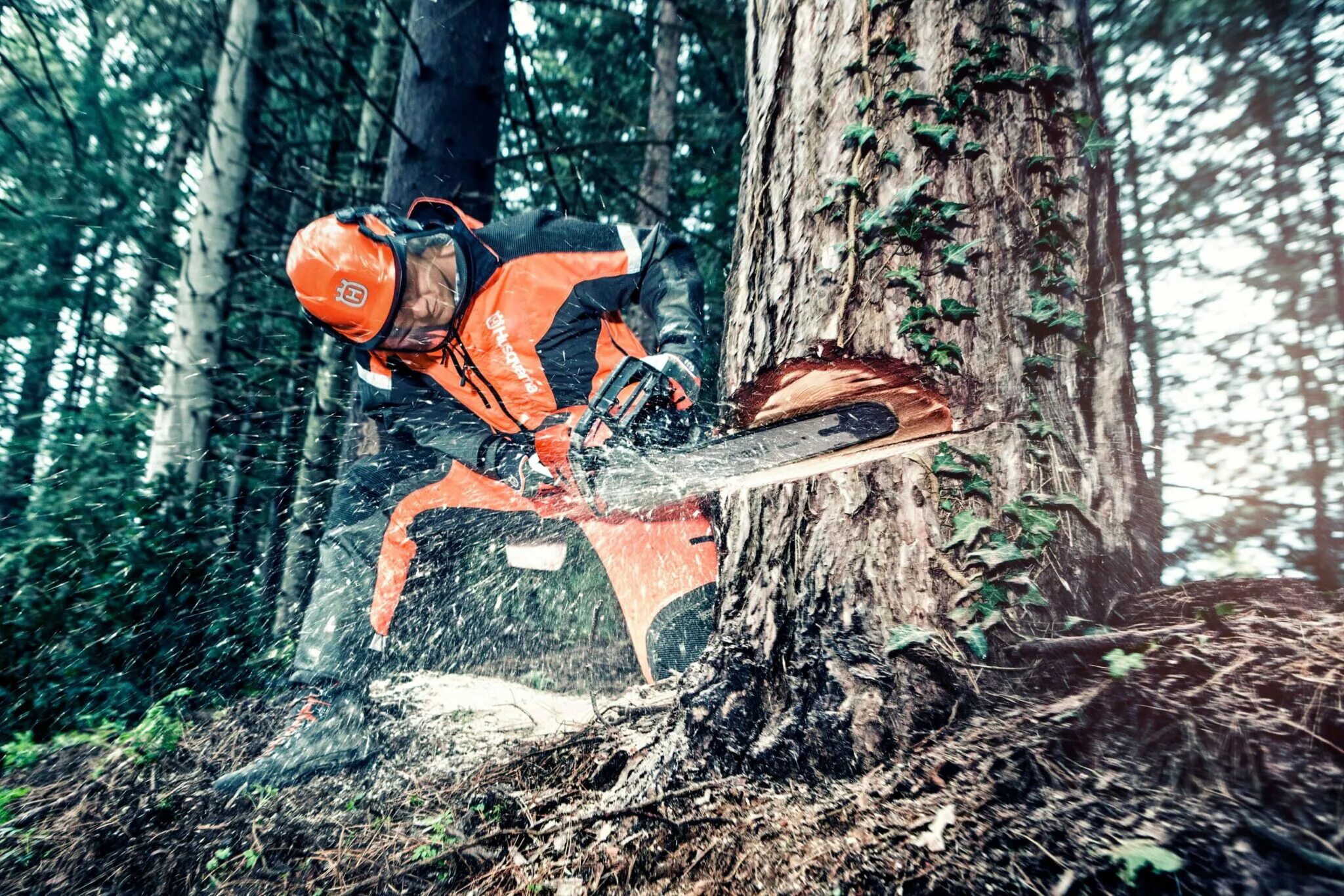 Валка леса бензопилой Хускварна. Chainsaw Husqvarna 562 XP. Лесоруб бензопила Хускварна. Хускварна Лесорубная профессиональная бензопила