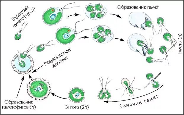 Цикл размножения вольвокса. Жизненный цикл Вольвакс. Жизненный цикл вольвокса. Жизненный цикл вольвокса схема.