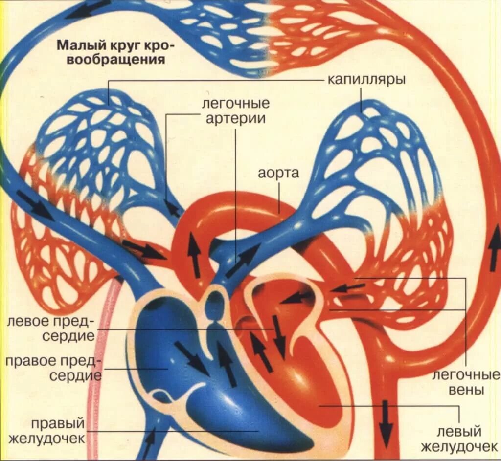 Легочный круг кровообращения заканчивается. Малый круг кровообращения анатомия. Кровеносная система малый и большой круг. Малый круг кровообращения схема анатомия человека. Малый легочный круг кровообращения.