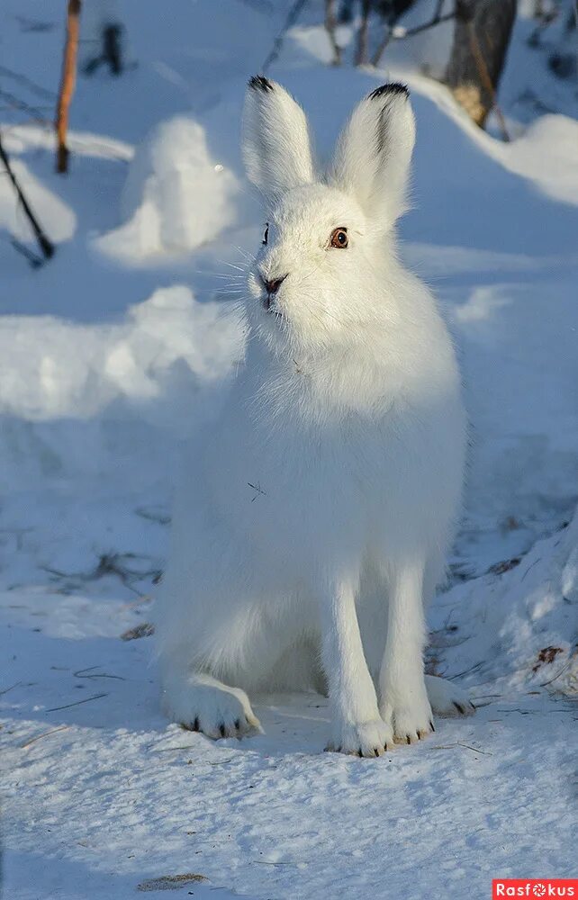 цветовое зрение у кроликов. всю ночь мне снились зайцы белые пушистые. миленькие кролики белые. лесную полянку укрыл пушистый снежок. лапландский заповедник беляк.