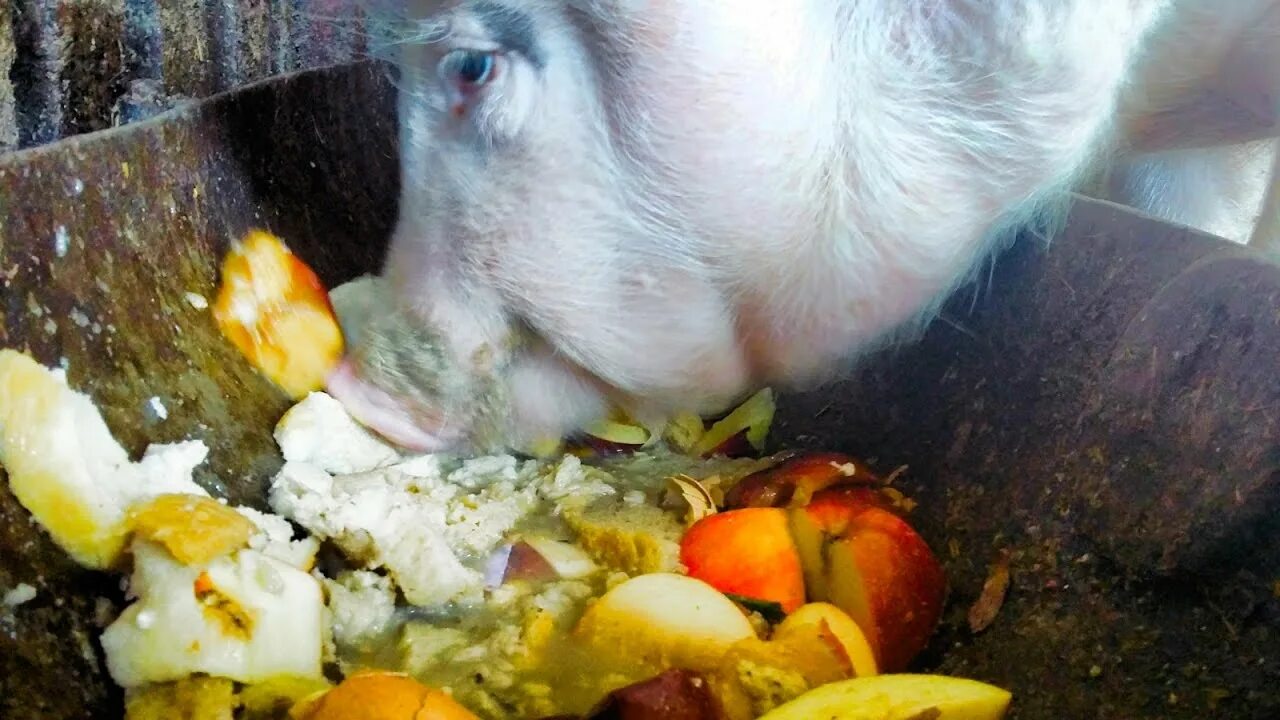 Свинья ест мясо. Свинья ест блины. смешная свинка ест овощи.
