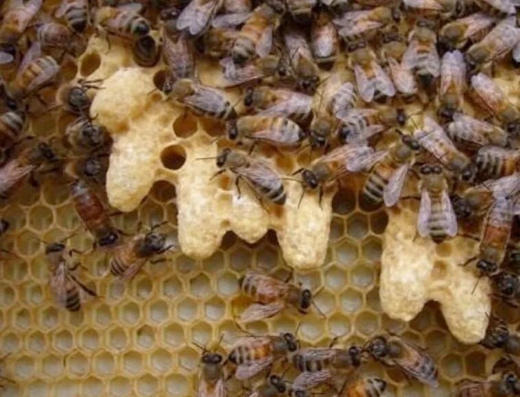 Как отличить матку. Маточник пчелы. Пчела матка трутень. Матка пчелиная расплод. Пчелиная матка и трутень.