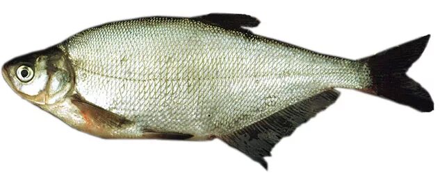 Лещ обыкновенный. Sea bream рыба. Подлещик. Рыба брим дениз. Лещ в балтийском море.