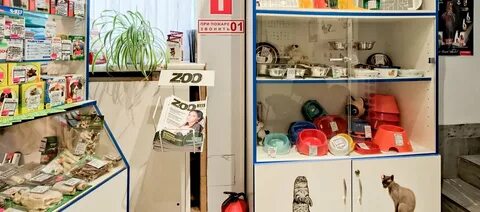 Ветклиника котенок гав