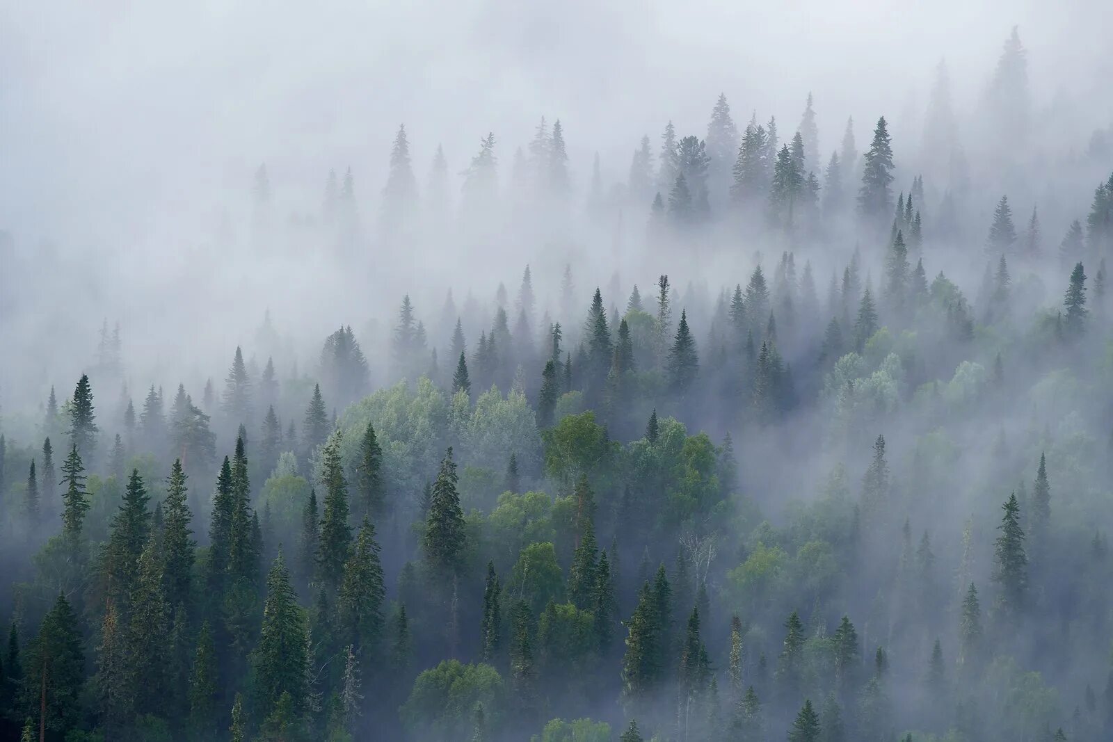 Лес туман лето. Тайга в тумане. Таёжный туман. Сибирь туман. Туман над тайгой.