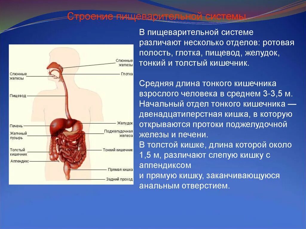 Органы пищевод человека