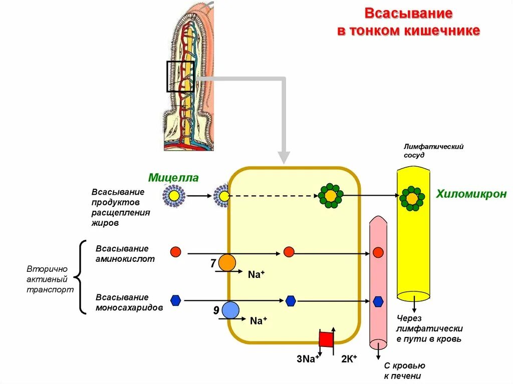 В тонкой кишке происходит всасывание в кровь. Механизм всасывания жиров в тонком кишечнике. Схему всасывания веществ в тонком кишечнике. Всасывание жира в тонкой кишке. Механизмы всасывания в тонкой кишке.