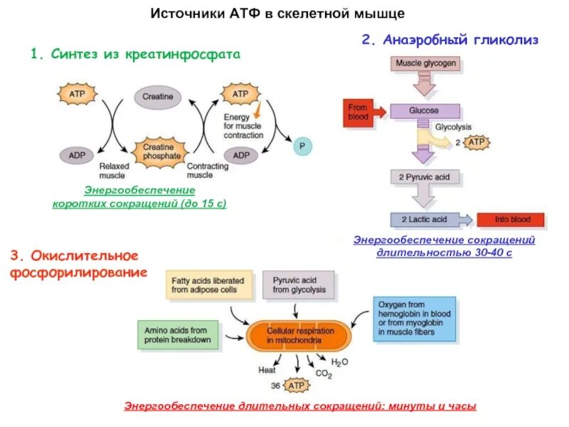 Нарушение атф. При анаэробном гликолизе АТФ синтезируется путем:. Схема энергетического обеспечения мышечного сокращения. Синтез АТФ биохимия схема. Механизм синтеза АТФ В гликолизе схемы.