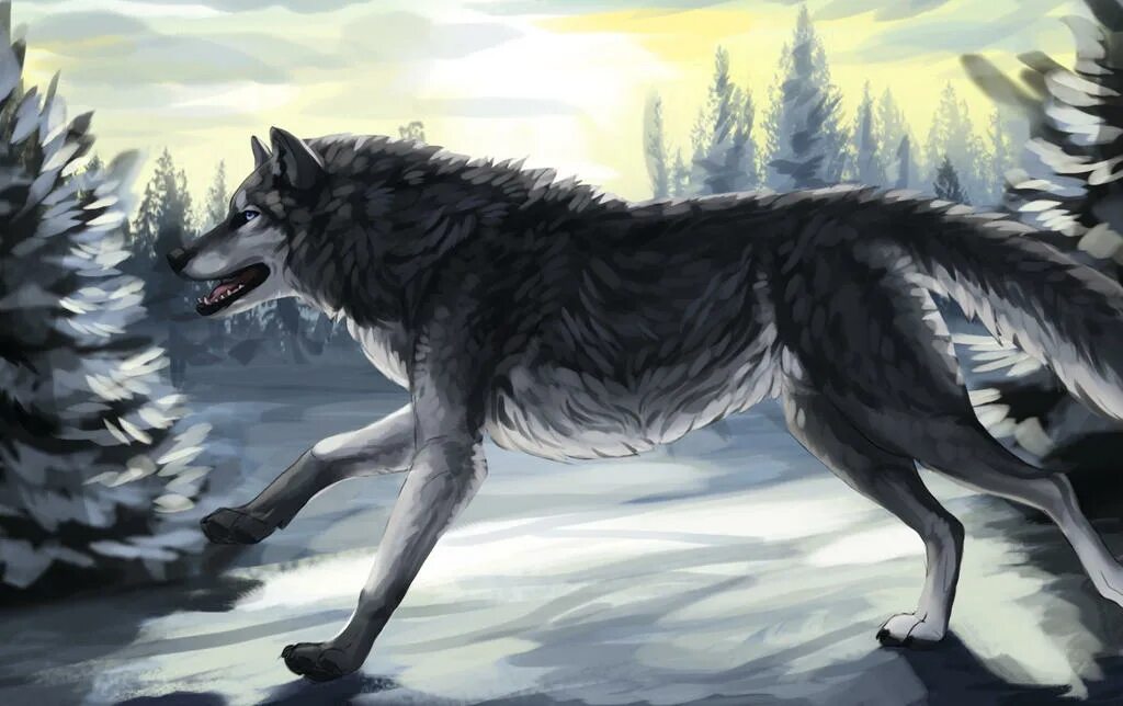 Волк арт. Волк серый. Серый волк арт.