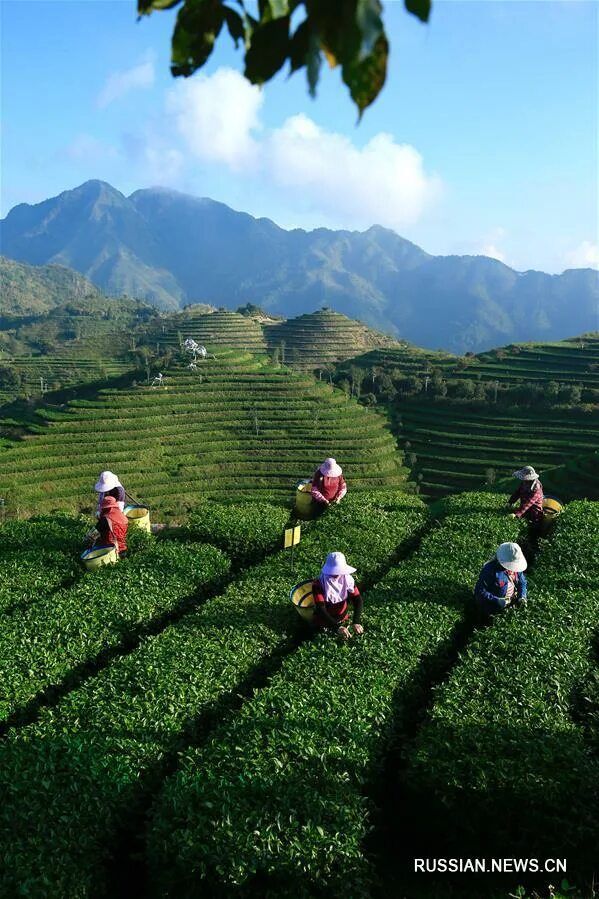 Климат провинции юньнань. Китай юньнань чайные плантации. Китайская провинция юньнань чай. Провинция юньнань плантация. Чайная плантация провинции фуцзянь.