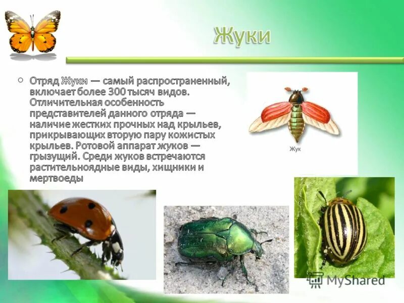 Жуки жесткокрылые среда обитания. К какому типу относится майский жук. К какому типу относится майский жук. Майский хрущ. К какому типу относится майский жук.