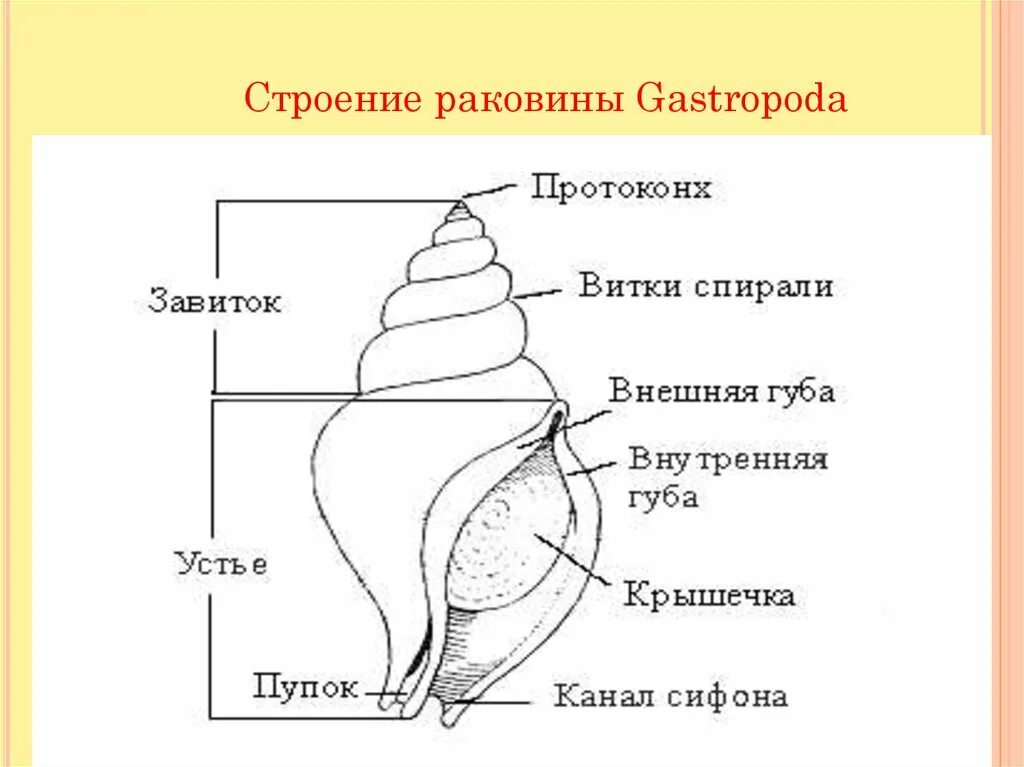 Строение раковины брюхоногих. Брюхоногие моллюски строение раковины. Структура раковины брюхоногих моллюсков. Внешнее строение раковины брюхоногих моллюсков. Раковины класс брюхоногие