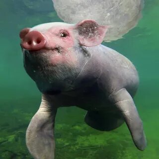 Скрещивании морских