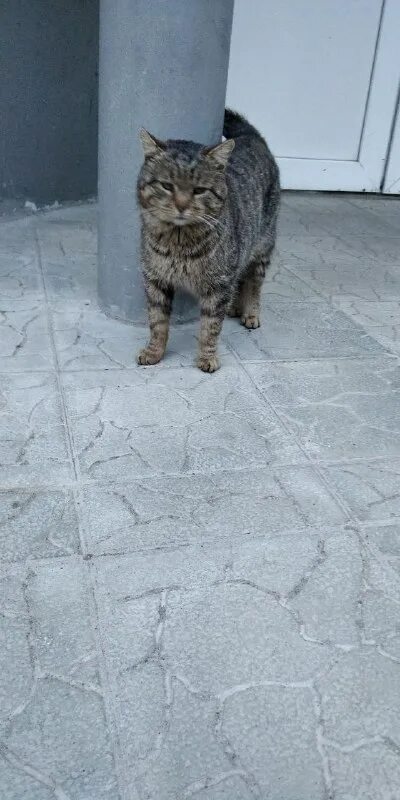 Котята даром. Котенок. Кот могилев. Полубританец котенок серый. Артур котов красноярск.