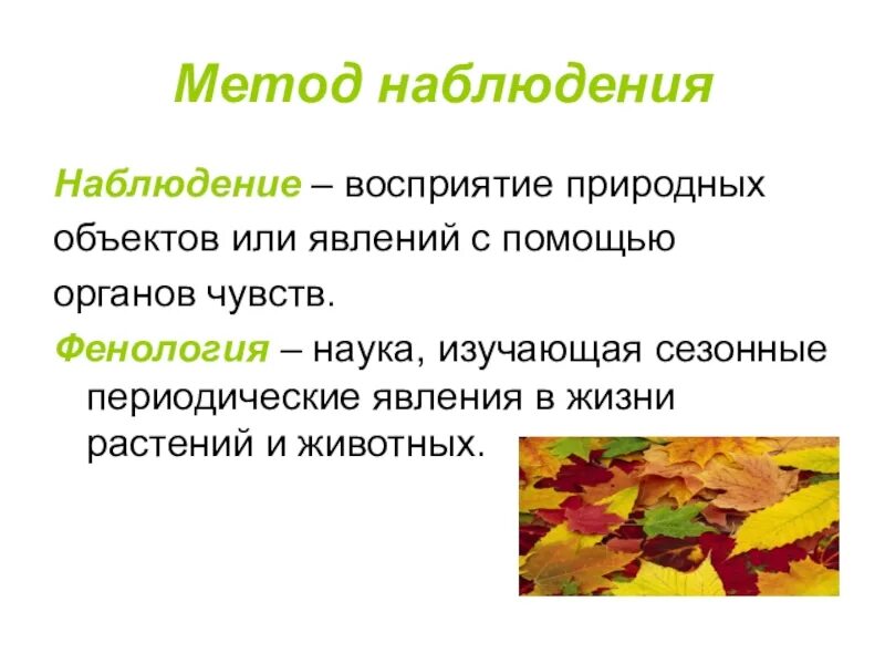 Что изучает фенология. Фенология это наука. Что изучает фенология в биологии. Сезонные явления в жизни растений и животных.