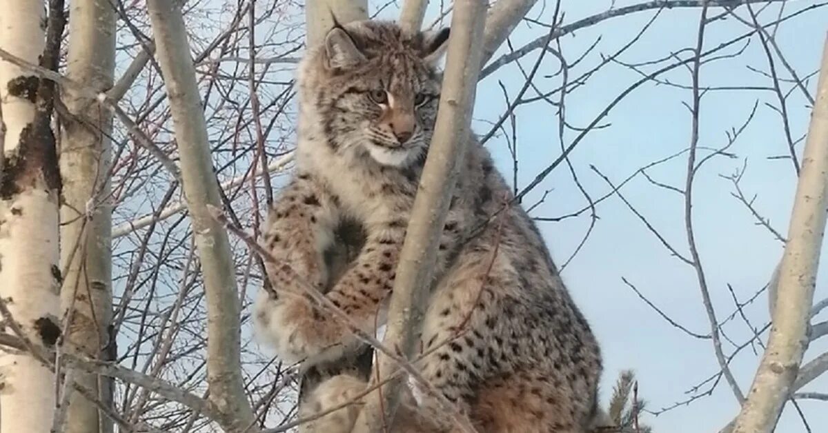 Рысь Лесная кошка. Рысь в Вологодской области. Рысь на дереве. Дикие звери Вологодской области. Какие животные вологодской области